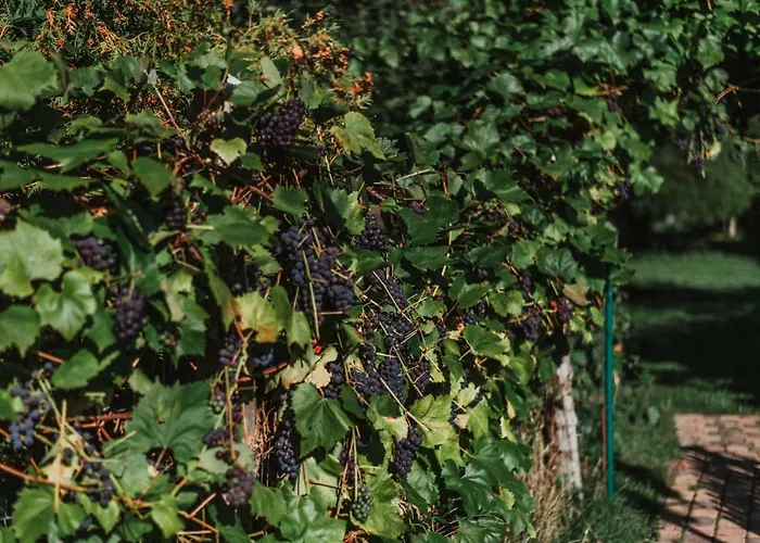 Domjana لوبيتاتو